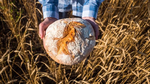 Farmer holds a loaf of bread over wheat ears in a field. Top view - Foto, afbeelding