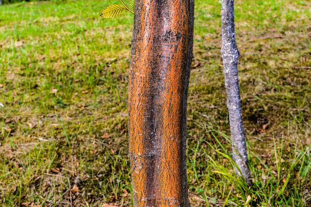 Carpe europeo o común (Carpinus betulus, latin), nativo de Asia y Europa central, oriental y meridional, incluido el sur de Inglaterra. Color marrón inusual de la corteza del carpe.  - Foto, Imagen