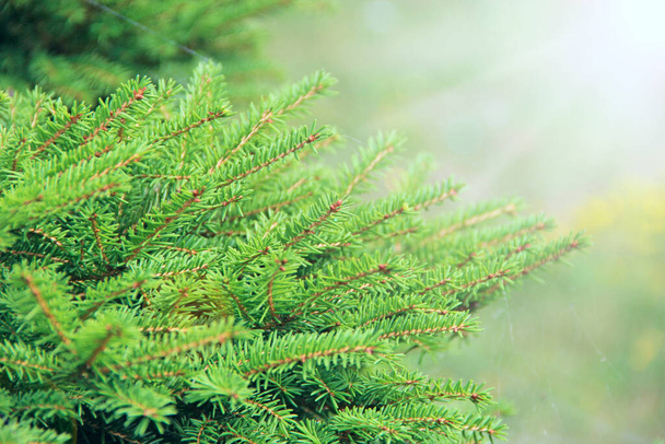 Evergreen jehličí vánočních stromků v slunečních paprscích. Větve smrků s jehlami rostoucími v lese. Zelený smrk na slunci. Lesní strom. Jehličnatý les - Fotografie, Obrázek