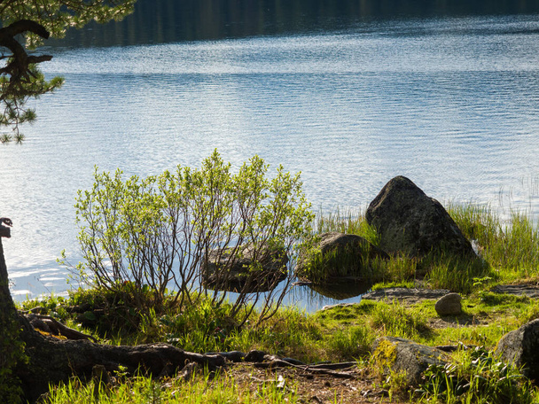 Bushes and stones on the shore of a forest lake in the wild. Summer sunny evening - Fotografie, Obrázek