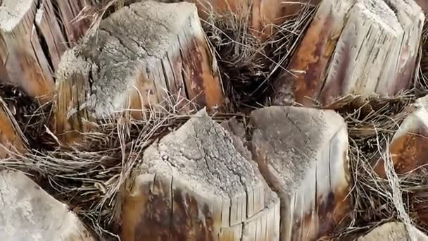 Palm tree trunk, close up preview. - Footage, Video