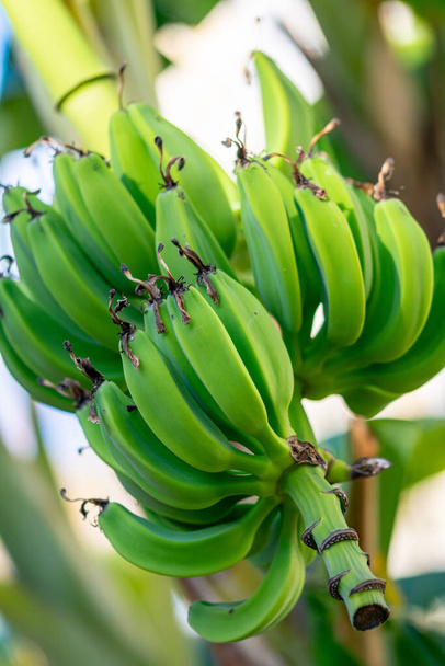 ein Bündel grüner Bananen, die aus dem Weinstock eines Baumes wachsen - Foto, Bild