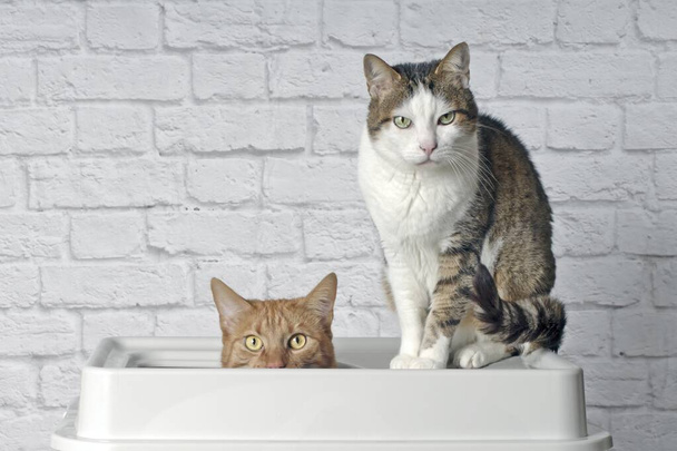 Śmieszny rudy kot siedzi w górnej części kuwety obok tabby kota i wygląda ciekawie do kamery. - Zdjęcie, obraz