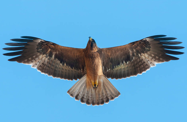 Орёл летит по голубому небу, самый маленький орёл, который летит быстро и точно атакует - Фото, изображение