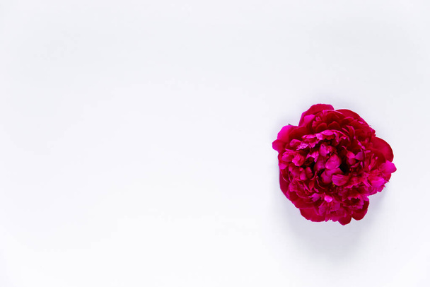 Red peony on a white background. Floral holiday concept. Banner, isolated, greeting card, invitation - Fotoğraf, Görsel
