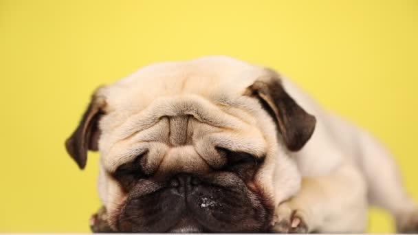 aranyos kis mopsz kutya gyáva szőrme fekszik, pihenteti a fejét a mancsait, és alszik a sárga háttér - Felvétel, videó