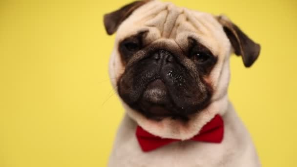 joven pedigreed fregonas perro con piel de cervatillo está mirando a un lado, con una corbata roja, mirando a su alrededor, parpadeando lentamente sobre el fondo amarillo
 - Metraje, vídeo