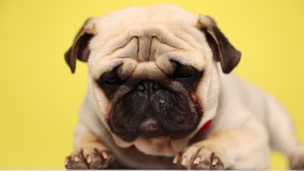 söpö unelias mopsi koira on yllään punainen rusetti, makuulla, vilkkuu hitaasti, lepää päänsä tassuillaan, nukahtaa keltainen tausta - Materiaali, video