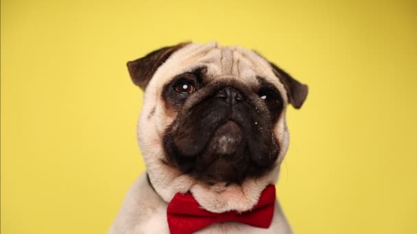 perro de fregonas pedigreed doméstica con piel de cervatillo con una corbata roja, sentado sobre fondo amarillo, mirando hacia otro lado y cerrando lentamente los ojos
 - Metraje, vídeo