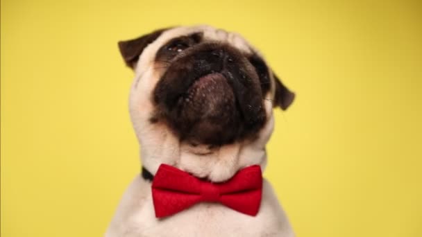perro pequeño cachorro doméstico mirando hacia arriba, lamiendo su boca, haciendo una pausa y luego lamiendo su nariz de nuevo y usando una pajarita roja sobre fondo amarillo
 - Metraje, vídeo