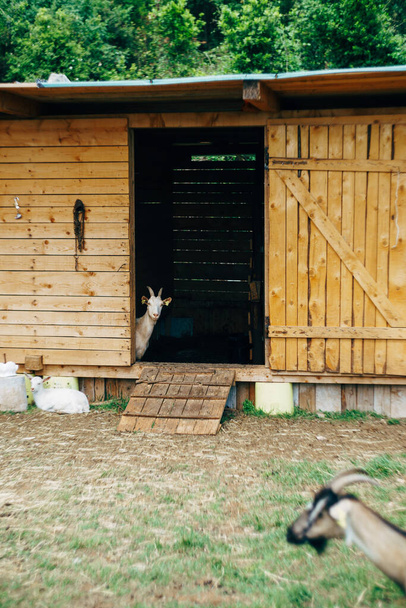 Μια κατσίκα κρυφοκοιτάζει από μια μάντρα σε μια φάρμα με κατσίκες.. - Φωτογραφία, εικόνα