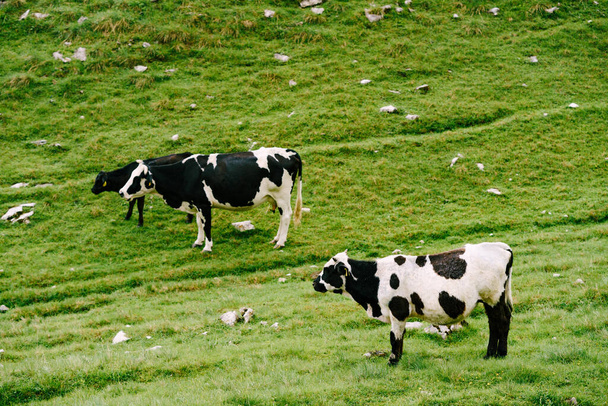 Ένα κοπάδι αγελάδων βόσκει σε πράσινα λοφώδη λιβάδια στα βουνά του Μαυροβουνίου. Εθνικό Πάρκο Ντέρμιτορ, Ζάμπλτζακ. Οι αγελάδες τσιμπάνε το γρασίδι.. - Φωτογραφία, εικόνα