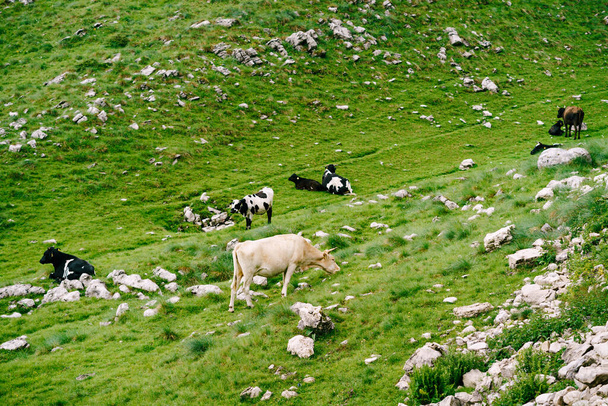 Stado krów wypasa się na zielonych pagórkowatych łąkach w górach Czarnogóry. Park Narodowy Durmitor, Zabljak. Krowy obgryzają trawę.. - Zdjęcie, obraz