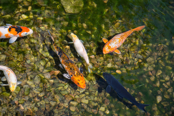 Gyönyörű színes ponty hal vízben - Fotó, kép
