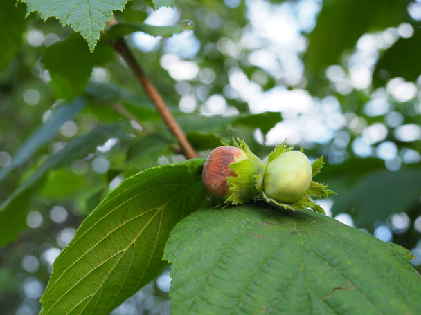 Mature fruits of hazelnut. Hazelnut tree canopy, with young fruit. - Photo, Image