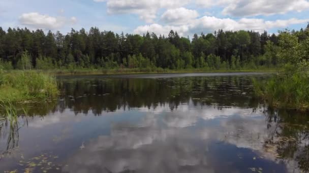 pintoresca vista del río en un interminable bosque de coníferas en un día soleado - Metraje, vídeo