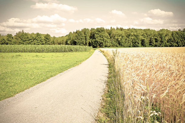 Zemědělství v Německu, asfaltová cesta mezi kukuřicí a pšeničnými poli v Bavorsku, Německo. Retro styl - Fotografie, Obrázek