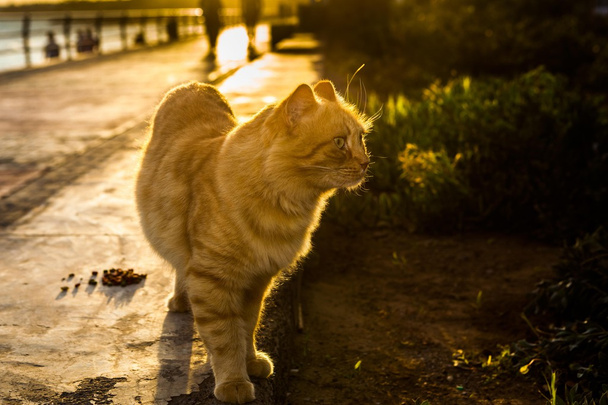 Dramatic cat on beach promenade against backlight looking away - Photo, Image