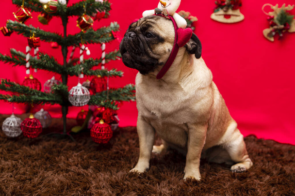 Різдвяна фотографія домашньої тварини з мопсом собакою
 - Фото, зображення