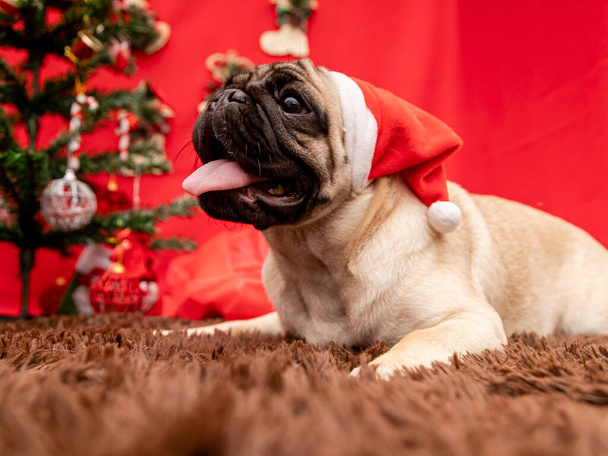 Fotografía de mascotas navideñas con perro pug
 - Foto, Imagen