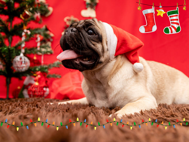 Karácsonyi kisállat fotózás mopsz kutya - Fotó, kép