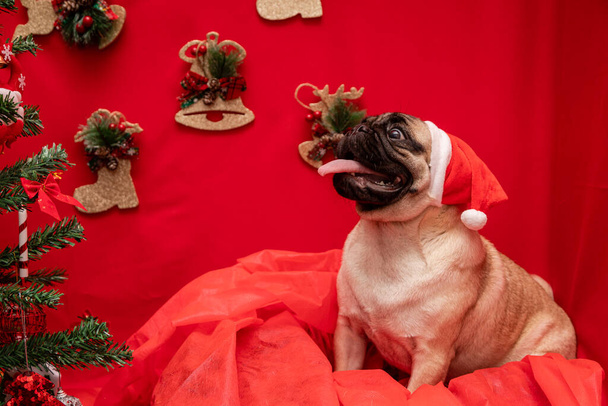 Fotografía de mascotas navideñas con perro pug
 - Foto, imagen