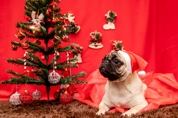 クリスマスペット写真とともにパグ犬 - 写真・画像