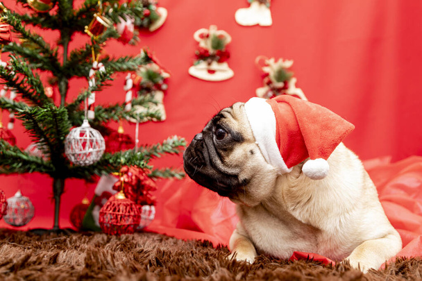 クリスマスペット写真とともにパグ犬 - 写真・画像