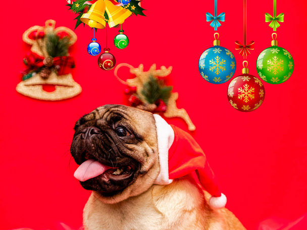 Christmas pet photography with pug dog - Photo, Image