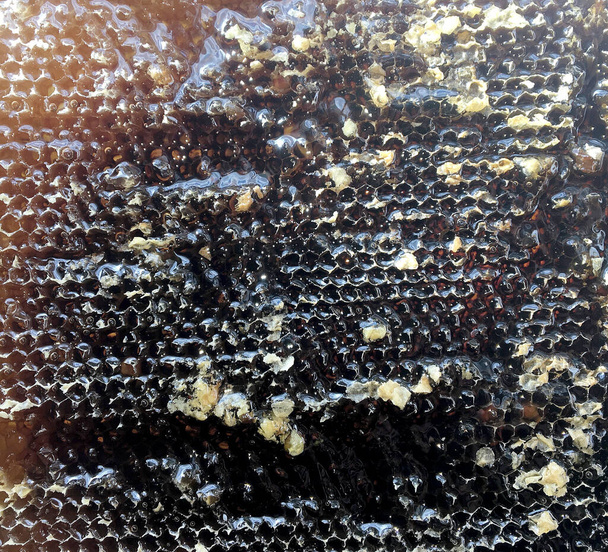 Pisara mehiläishunajaa tippuu kuusikultaisesta hunajakennosta, joka on täynnä kultaista nektaria. Hunajakennot kesän koostumus koostuu pudota luonnon hunajaa, tippua vaha runko mehiläinen. Mehiläishunajaa tippuu hunajakennoihin. - Valokuva, kuva