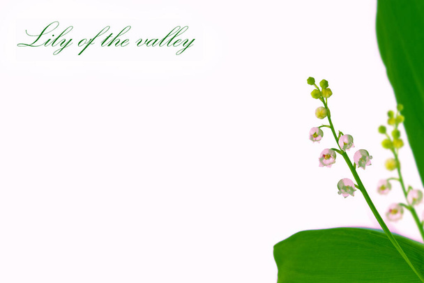 Lily of the valley flower on white background. nature. text - Fotó, kép