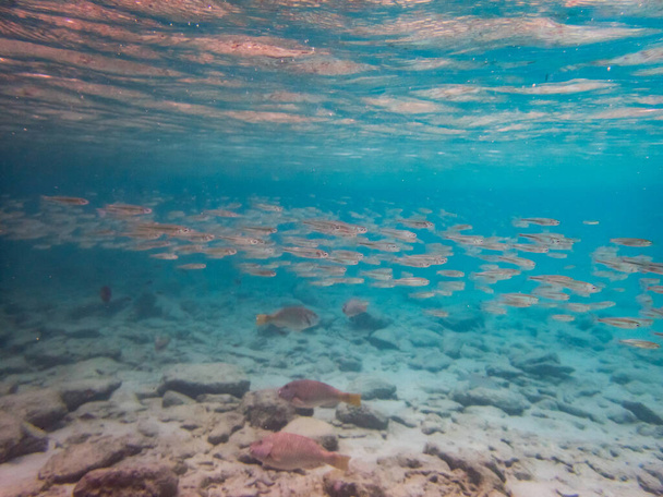 Imagen de un mundo submarino. Arrecife de coral y peces
 - Foto, Imagen