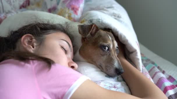 dog lies at girl head on bed opens eyes awakening closeup - Filmati, video