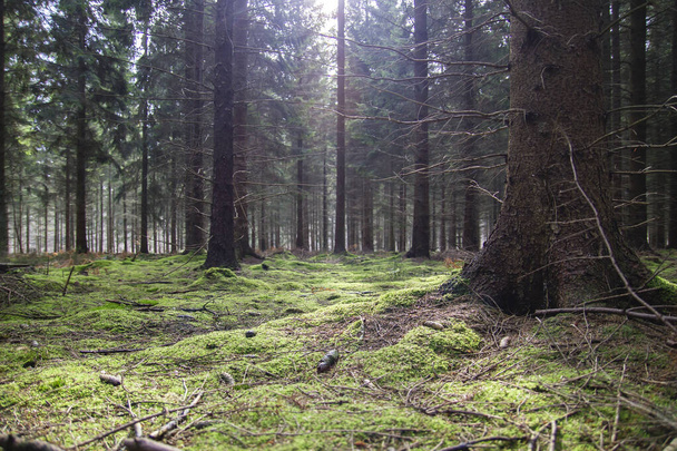 Woodland landscape with green moss carpet - Photo, image