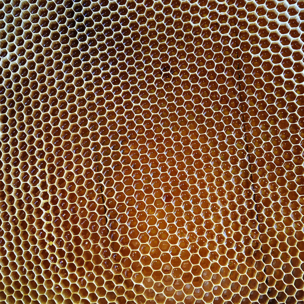 概要六角形の構造は、蜂の巣状に金色の蜂蜜で満たされたハニカムである。ミツバチの村から蜂蜜で構成されるハニカム夏の組成物。ミツバチの蜂蜜の農村地方へのハニカム. - 写真・画像