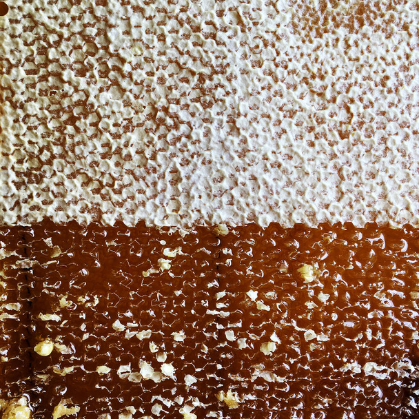 Gota de miel de abeja goteando de panales hexagonales llenos de néctar dorado. Honeycoms composición de verano que consiste en la gota de miel natural, goteo en la cera marco de la abeja. Gota de miel de abeja goteando en panales. - Foto, Imagen