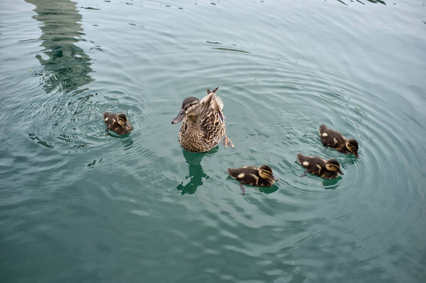 Mother wild duck swimming with her babies - Фото, изображение