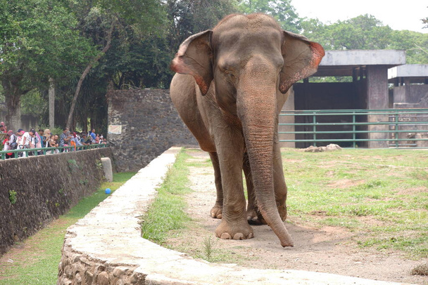 Der Sumatra-Elefant ist eine von drei anerkannten Unterarten des asiatischen Elefanten und auf der indonesischen Insel Sumatra beheimatet: Jakarta, Indonesien; 10. November 2019 - Foto, Bild