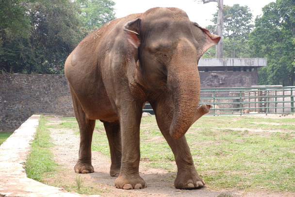 Sumatranský slon je jedním ze tří uznávaných poddruhů asijského slona, a původem z indonéského ostrova Sumatra: Jakarta, Indonésie; Listopad 10, 2019 - Fotografie, Obrázek