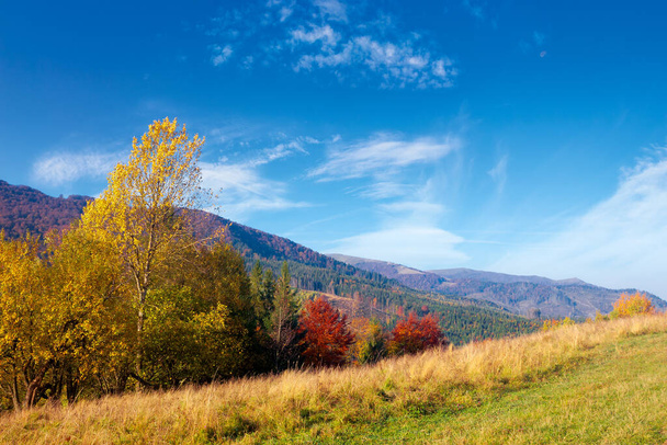 Berglandschaft im Herbst. Wald in Herbstfarben. wunderbare Naturkulisse an einem sonnigen Tag. Wiesen wälzen sich auf den fernen Kamm - Foto, Bild