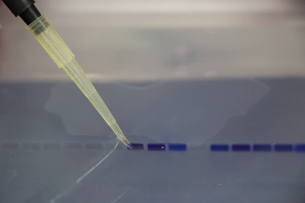 Reação em Cadeia da Polimerase (PCR) e eletroforese em gel de Agarose é um método de eletroforese em gel usado em bioquímica, biologia molecular, genética e química clínica em laboratório.
. - Foto, Imagem