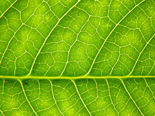 A closeup shot of a green leaf with interesting textures - Фото, зображення