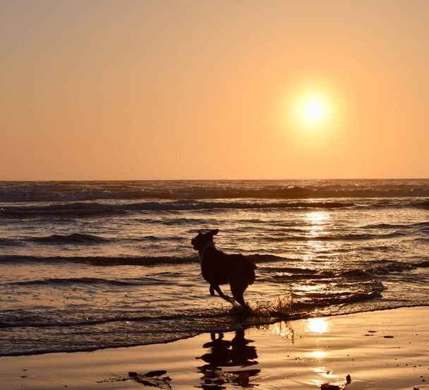 A dog running on the beach into the water during sunset - Foto, immagini