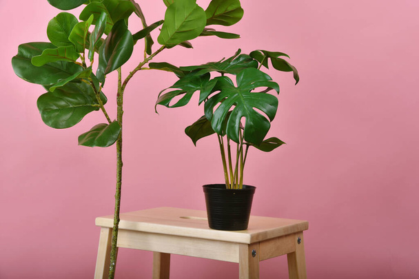 人工植物、フィドルの葉イチジクの木とモンスターピンクの背景に黒い鍋を植え、家やオフィスの装飾のための屋内熱帯の木. - 写真・画像