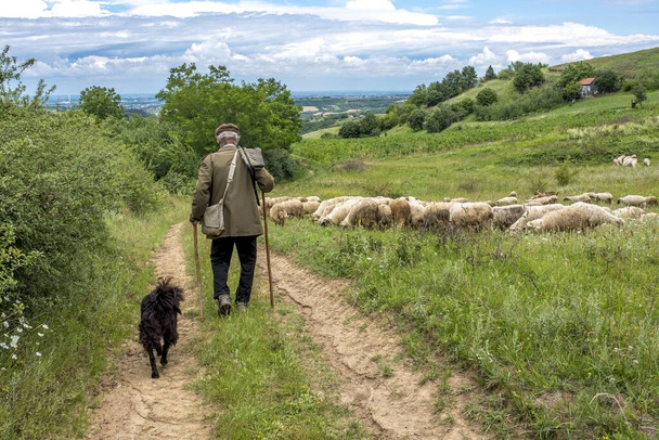A landscape back view of an old shepherd and a dog walking toward his sheep in a countryside - Foto, imagen