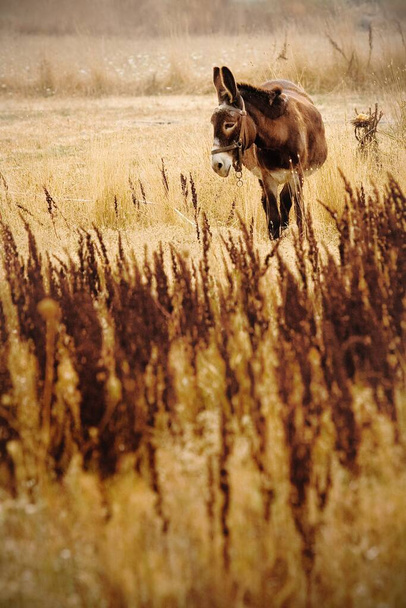A vertical shot of a donkey in a field full of dry grass - Fotoğraf, Görsel