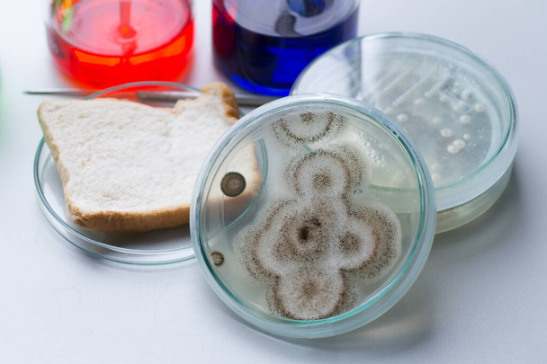 Aspergillus (molde) para microbiología en laboratorio
. - Foto, imagen