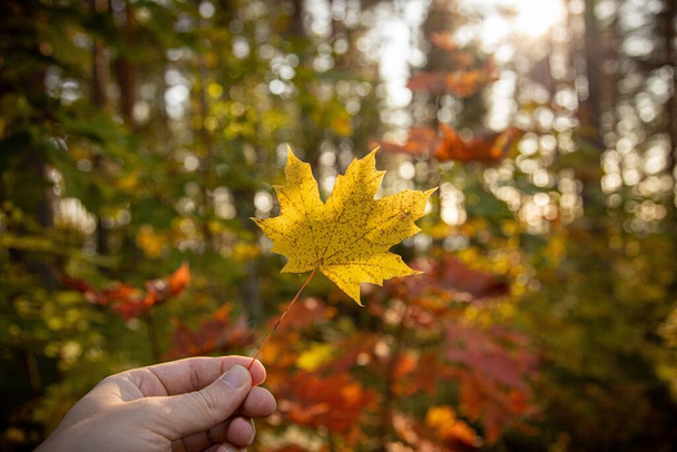 A closeup shot of a person's hand holding a dry maple leaf on a blurred background - Foto, Bild