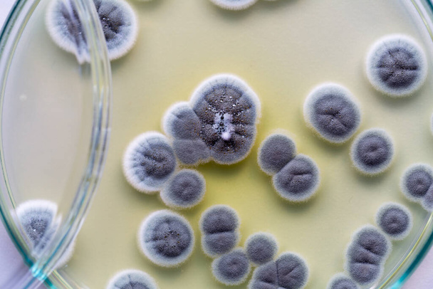 Východiska Penicillium, ascomycetous v Petriho misce pro výrobu potravin a léků. - Fotografie, Obrázek