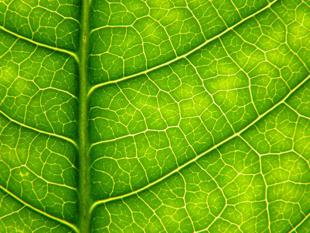 A closeup shot of a green leaf with interesting textures - Foto, Bild